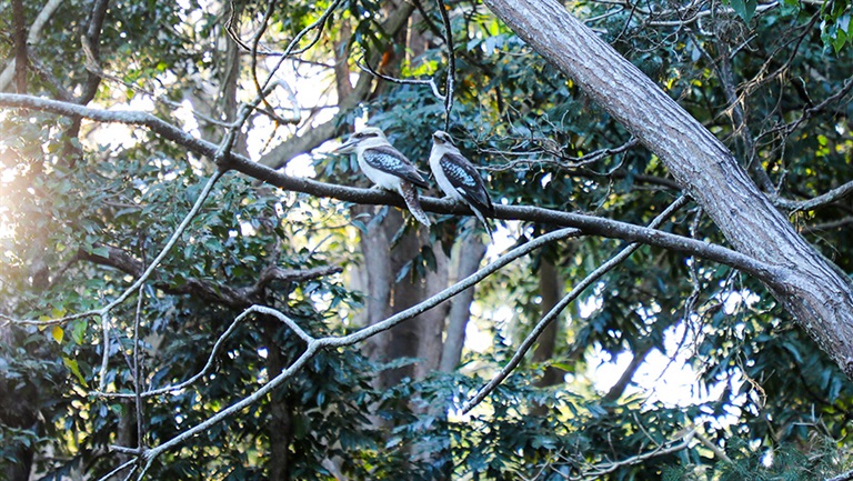 Kookaburras in the Hervey Bay Botanic Gardens